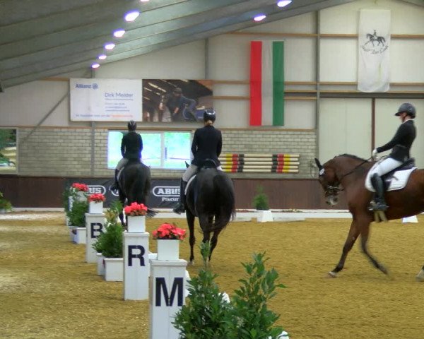 Reitturnier Bottrop-Kirchhellen 2023