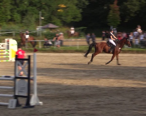 Reitturnier Lgl.-Oberhain, B95 2021