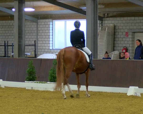 Reitturnier Bottrop-Kirchhellen 2023
