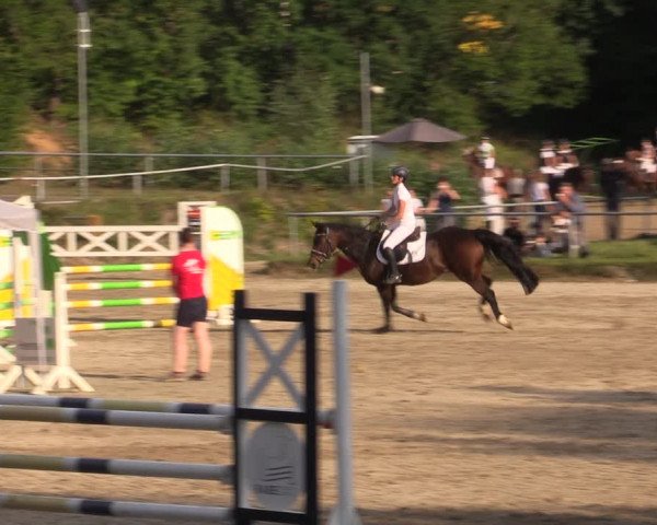 Reitturnier Lgl.-Oberhain, B95 2021