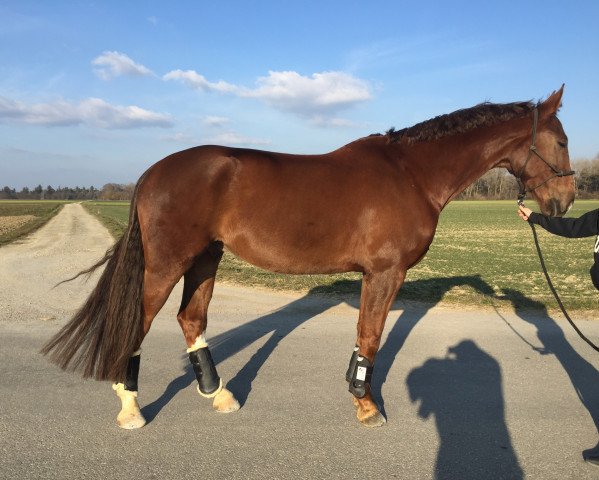 horse Benedetto (Westphalian, 2009, from Belissimo NRW) horse Benedetto (Westphalian, 2009, from Belissimo NRW)