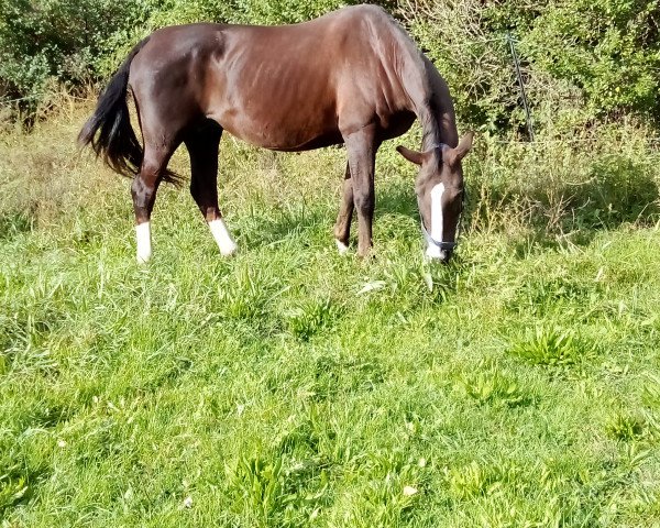 broodmare Viva Rosaria (Oldenburg, 2004, from Rosario 37)