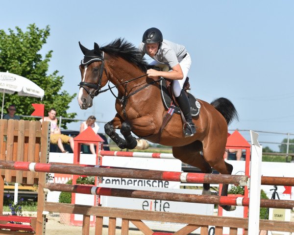broodmare Arusha 17 (Bavarian, 2004, from Contendro I)
