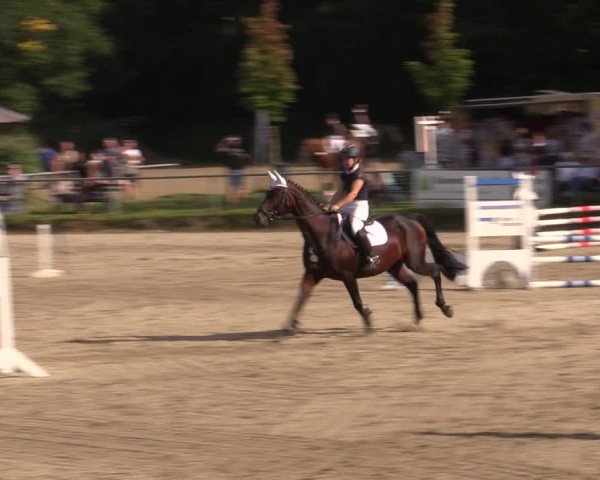 Reitturnier Lgl.-Oberhain, B95 2021