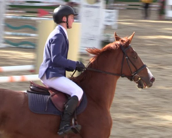 Reitturnier Ranshofen - Braunau am Inn 2023