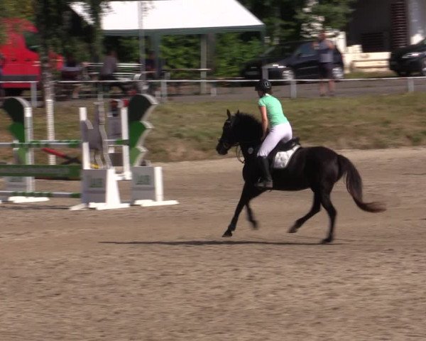 Reitturnier Lgl.-Oberhain, B95 2021