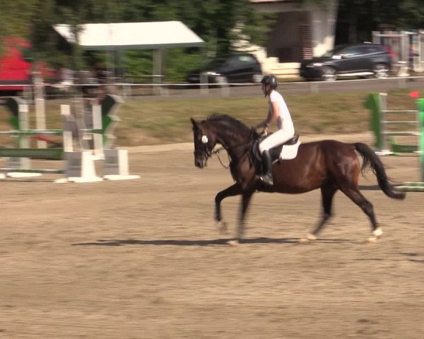 Reitturnier Lgl.-Oberhain, B95 2021