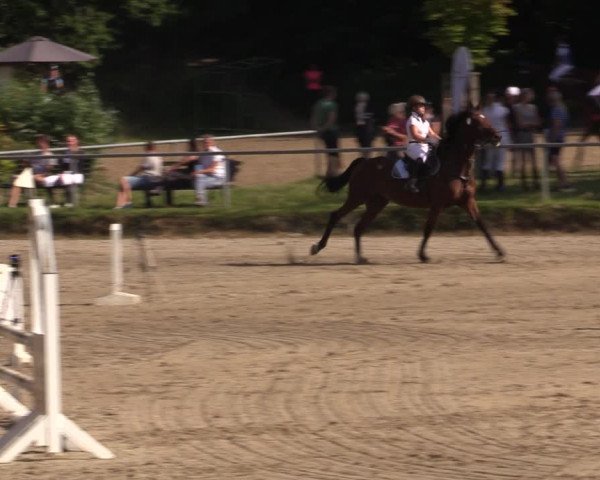 Reitturnier Lgl.-Oberhain, B95 2021
