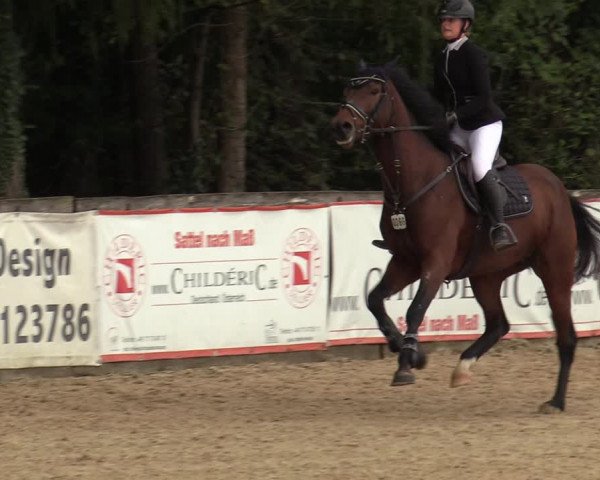 Reitturnier Ranshofen - Braunau am Inn 2023