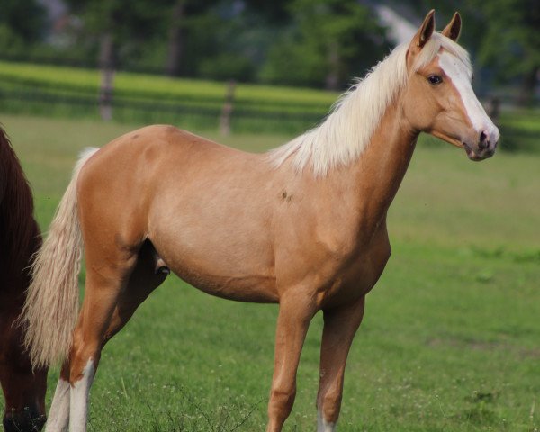 Pferd Goldi (Deutsches Reitpony, 2022, von Golden Daim F)