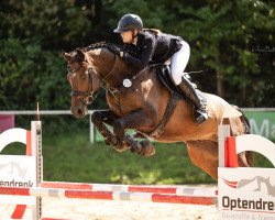 Springpferd Upper Touch BE (Westfale, 2017, von United Touch S)