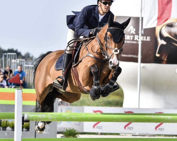 jumper Limelight van het Maressahof (Belgian Warmblood, 2011, from Toulon)