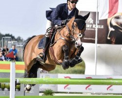 jumper Limelight van het Maressahof (Belgian Warmblood, 2011, from Toulon)