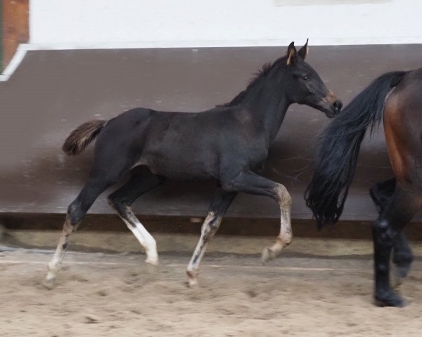 horse Cafe's Tomke (Oldenburg, 2023, from Cafe au lait 2)