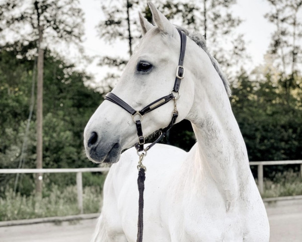 horse Aralino (Württemberger, 2005, from Aralimbo)