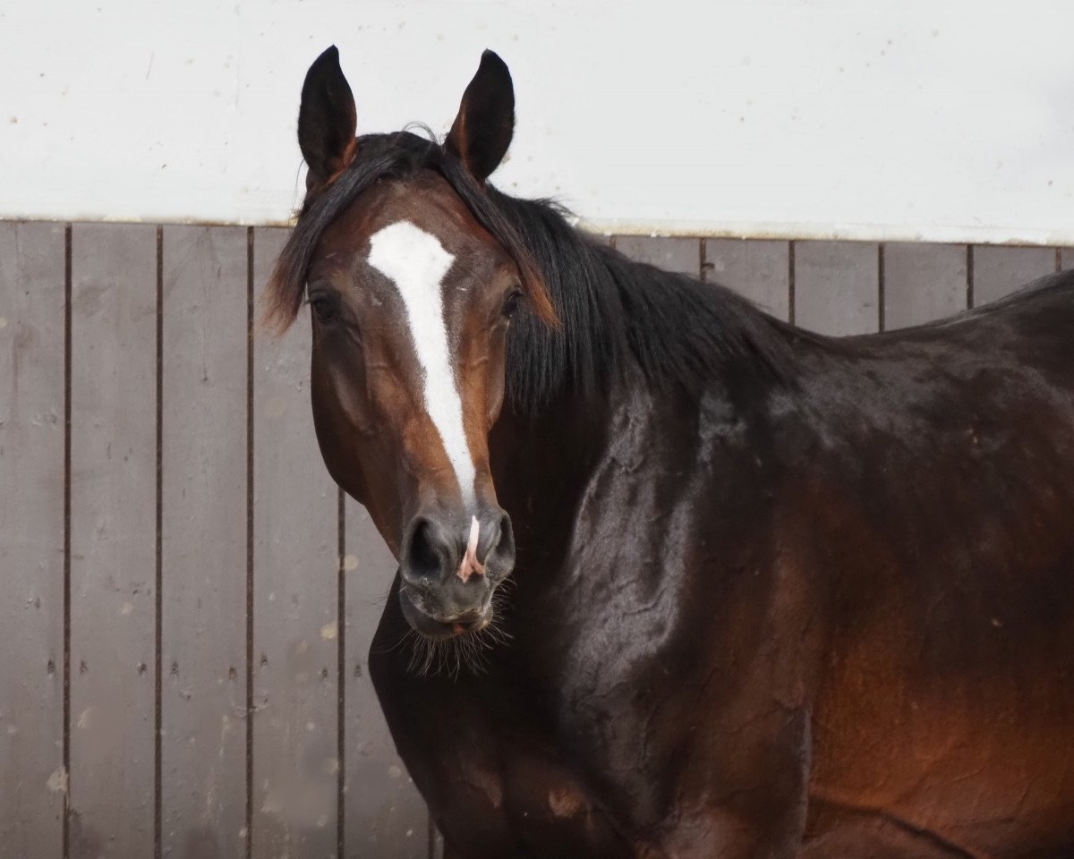 horse Cafe's Europa (Oldenburg, 2022, from Cafe au lait 2)