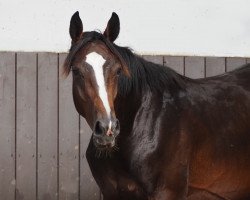 horse Cafe's Europa (Oldenburg, 2022, from Cafe au lait 2)