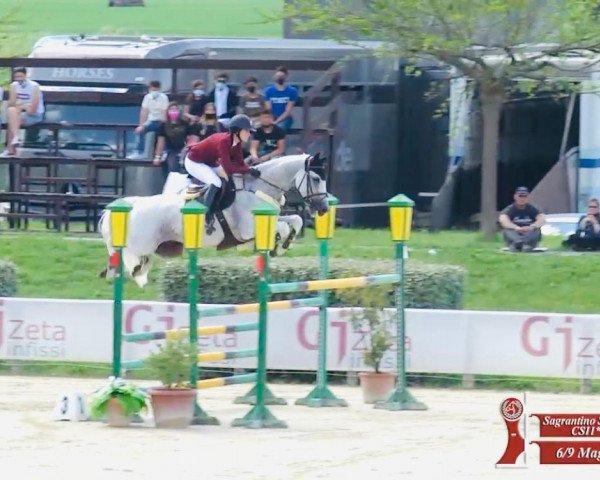 Springpferd Aconell 2 (Deutsches Sportpferd, 2008, von Aconito 5)