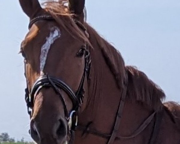 Pferd For Feeling FL (Oldenburger, 2020, von Fuechtels Floriscount OLD)