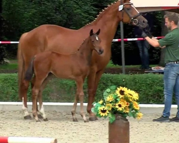 horse Quintessa FL (Oldenburg, 2020, from Q-Sieben OLD)