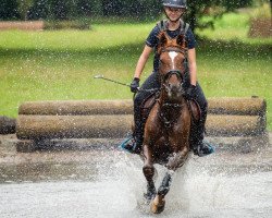 jumper It's Conaway W (German Riding Pony, 2011, from Can Dance 3)