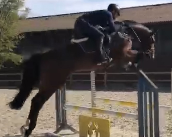 jumper Aaron 434 (Holsteiner, 2017, from Adagio de Talma)