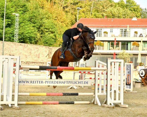 jumper Schmidtchen (Hanoverian, 2011, from Satisfaction FRH)