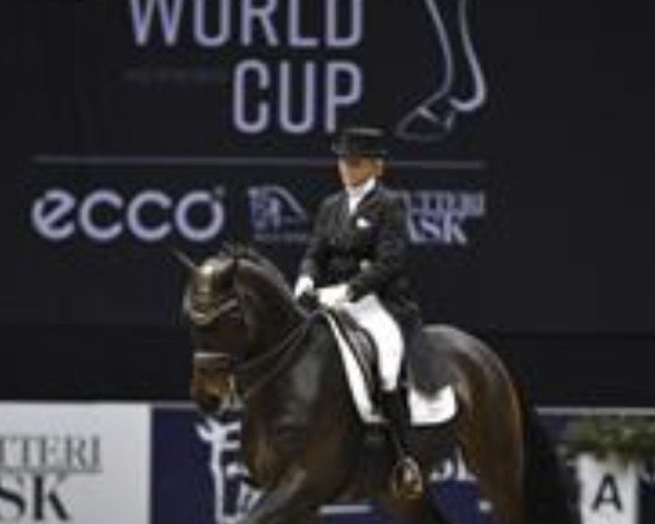 Dressurpferd Diplomat (Tschechisches Warmblut, 2005, von Dantes)