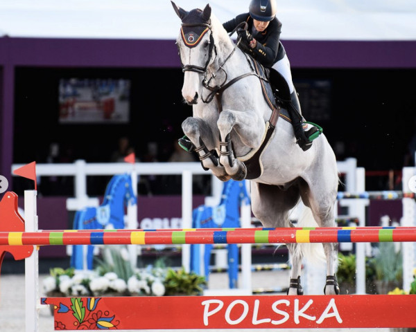 Springpferd Callisto KS (Schwedisches Warmblut, 2013, von Cabachon)