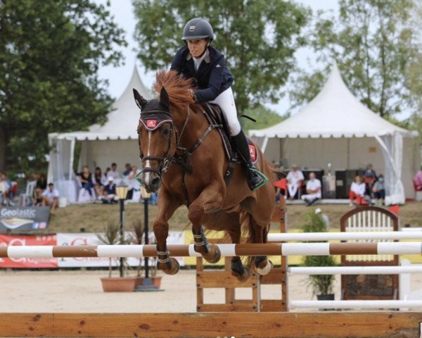Springpferd Lord II V.h. Appelsvoordehof (Belgisches Warmblut, 2011, von Lord Z) Springpferd Lord II V.h. Appelsvoordehof (Belgisches Warmblut, 2011, von Lord Z)