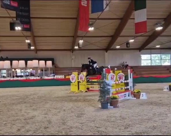 Video von Diarados Diamond Rose