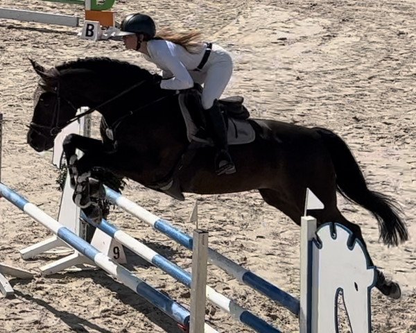 jumper Nagano Red Wine (Oldenburg show jumper, 2013, from Numero Uno)
