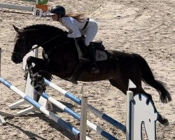 jumper Nagano Red Wine (Oldenburg show jumper, 2013, from Numero Uno)
