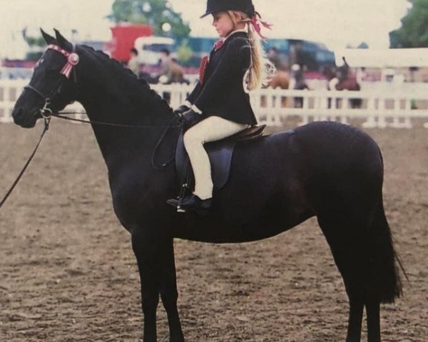 horse Barkway Tap Dance (British Riding Pony, 1997, from Orielton Aristocrat) horse Barkway Tap Dance (British Riding Pony, 1997, from Orielton Aristocrat)