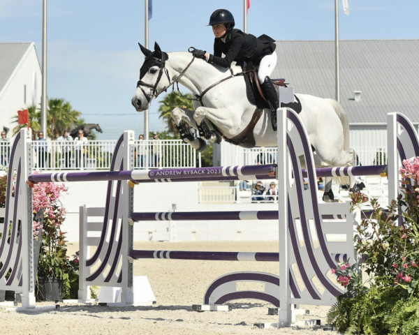 jumper Helia des Bergeries (Belgium Sporthorse, 2013, from Untouchable)