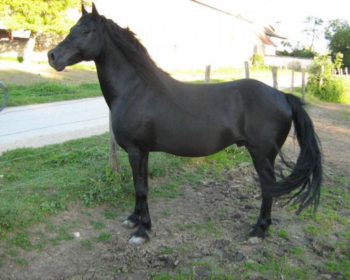 stallion Tzaro de Champlevé (Welsh-Cob (Sek. D), 2007, from Ginger des Chouans)