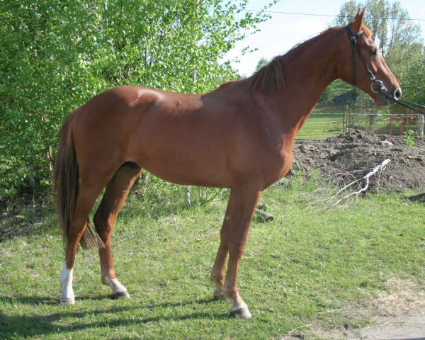 dressage horse Stallone HI (German Sport Horse, 2008, from Stallone Quainton)