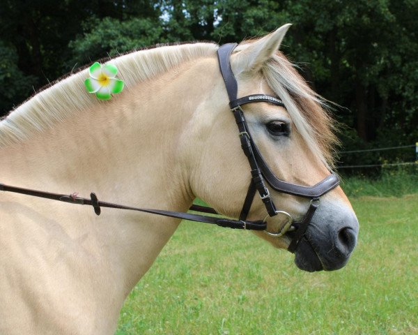 broodmare Kis-Jessica (Fjord Horse, 2004, from Onyx) broodmare Kis-Jessica (Fjord Horse, 2004, from Onyx)