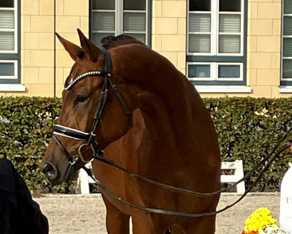 Pferd Kaba Kalini (Trakehner, 2021, von Kattenau)