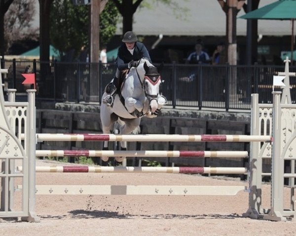 Springpferd Iomare de L'Esku (Belgisches Warmblut, 2008, von Berlin)