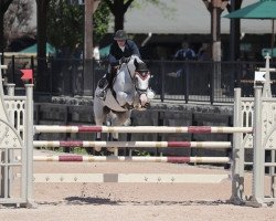 jumper Iomare de L'Esku (Belgian Warmblood, 2008, from Berlin)