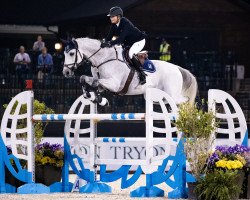 jumper DSP Cool Hill (German Sport Horse, 2010, from Corlensky G)