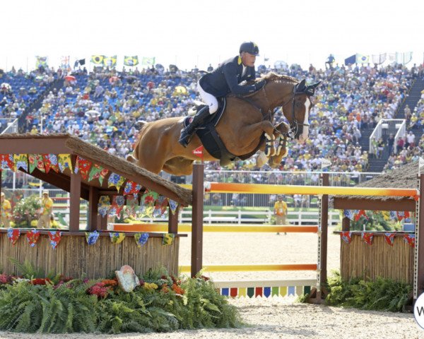 Springpferd Hh Zipper (KWPN (Niederländisches Warmblut), 2004, von Apple Juice)