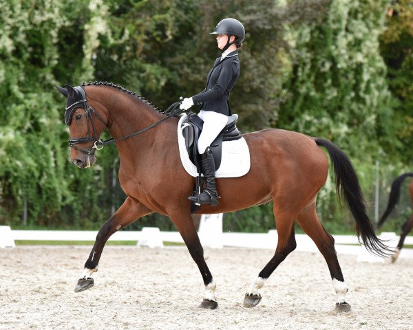 dressage horse His own Way (Belgian Warmblood, 2007, from Pkz Contact van de Heffinck)