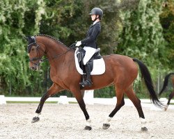 dressage horse His own Way (Belgian Warmblood, 2007, from Pkz Contact van de Heffinck)