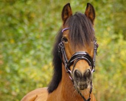 dressage horse Dungarvan Bay (unknown, 2007)