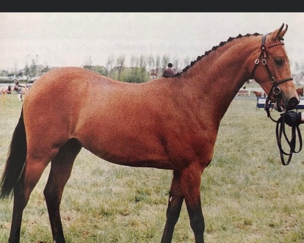 horse Rosslyn Bright Smile (British Riding Pony, 1997, from Oakley Roaming Free)