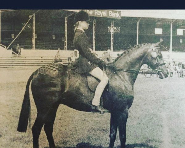 Pferd Keston Poldark (British Riding Pony, 1976, von Wingrove Minkino)