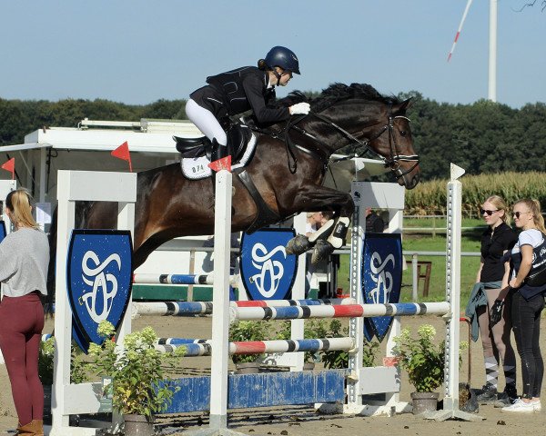 dressage horse Cardinal G (German Sport Horse, 2013, from Contenaro)