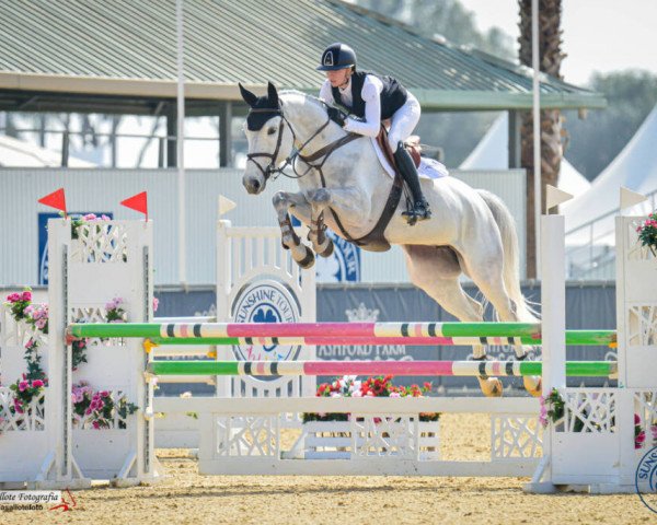 jumper Congratulation Pezi Kb (Westphalian, 2017, from Congress)